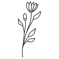 Line Art Floral Hand Drawn png