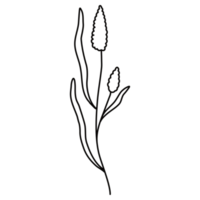 Line Art Floral Hand Drawn png