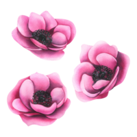 Three pink anemone flowers in different angles. Watercolor illustration, hand drawn. for the design and decoration of compositions, prints, stickers. png