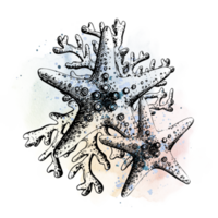 Starfish with corals graphic with watercolor spots and splashes in blue and pink. An illustration drawn by hand. Isolated composition for prints, stickers, posters, postcards png