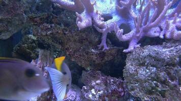 Marin poisson dans le magnifique sous-marin paysage dans le aquarium video