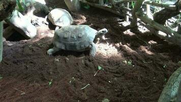 terra tartaruga rasteja em a areia, devagar. topo Visão video