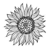 Line art illustration with sunflower vector