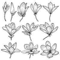 Linear art set of magnolia flowers vector