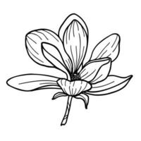 Line art clipart of magnolia flower on white background, vector