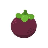 fresh mangosteen or manggis illustration vector