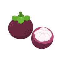 fresh mangosteen or manggis vector