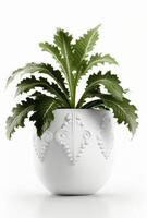houseplant in pot isolated white background, interior design, botanical concept. photo