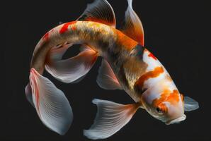 beautiful koi fish isolated black background. photo