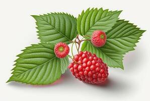 raspberries with leaves isolated on white background. photo