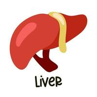 Image of a human liver on a white background. Flat illustration of a vector image of a human liver for web design in cartoon style. Printing on paper for a textbook. Training of human internal organs