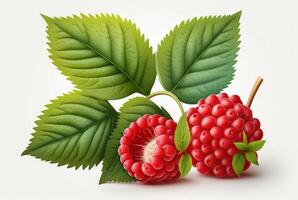 raspberries with leaves isolated on white background. photo