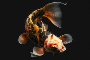 beautiful koi fish isolated black background. photo