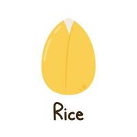 Rice seed vector. Rice seed on white background. paddy. vector