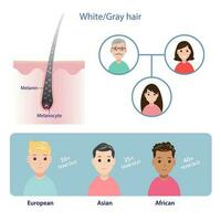 Infographic of gray hair vector isolated on white background. The mechanism of hair graying with scalp layer. That can be inherited from parents and starts to gray varies by race.