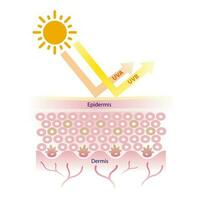 Sun penetrate UVA and UVB rays to the skin illustration. Sun protection with broad spectrum sunscreen vecter on white background. Skincare and beauty concept. vector