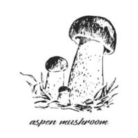Hand drawn ink illustration of aspen mushroom. Orange-cap boletus. Sketch outline vector. vector