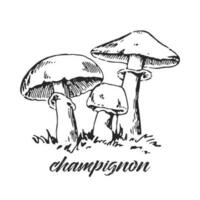 Hand drawn ink illustration of champignon. Cultured mushroom. Sketch outline vector. vector