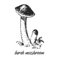 Hand drawn ink illustration of birch mushroom. Brown-cap boletus. Sketch outline vector. vector