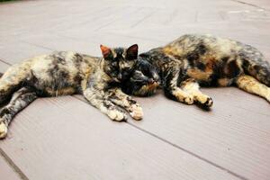 Grey striped couple cats enjoy and sleepy on wooden floor in garden with natural sunlight photo