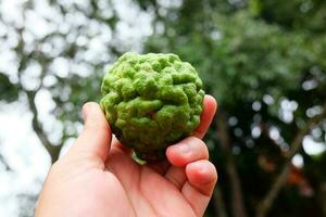 Woman hand holding fresh Bergamot in garden photo