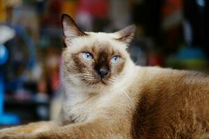 Siamese Cat sitting and relax on wooden floor in house, Thailand photo