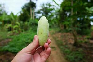 Woman hand holding Wild cucumber is vegetable grows in the tropical forest photo