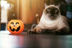 Smiling Halloween pumpkin head and happy siam cat on wooden floor in natural shadow and sunlight. Halloween holiday concept. photo