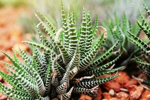 Blooming yellow flowers cactus plants in desert park and Succulent garden. Zebra Haworonthia Attennuata growing on Brown pumice stone. photo