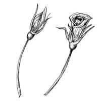Rose Flower Buds. Hand drawn vector illustration on isolated background. Floral drawing in outline style painted by black inks. Realistic botanical etching for greeting cards or wedding invitations.