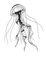 Medusa. vector mano dibujado ilustración de jalea pescado en aislado antecedentes en contorno estilo. dibujo de mar animal. grabado de submarino pescado pintado por negro tinta para icono o logo. lineal bosquejo.