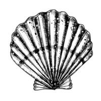 Vector Seashell. Hand drawn illustration of sea Shell on isolated background. Drawing of Scallop on outline style. Sketch of Cockleshell painted by black ink. Underwater line art for icon or logo.