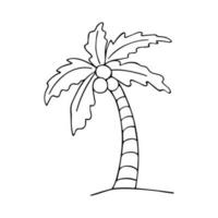 Doodle of palm tree isolated on white background. Hand drawn vector illustration of coco palm.