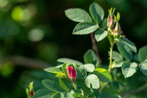 Sunlit pink rosehip flower buds in spring morning park. Spring floral blooming. Copy space. photo