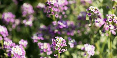 Floral background with sunlit gentle purple-white flowers. Copy space. Banner. Selective focus. photo