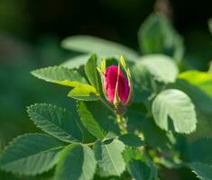 Sunlit pink rosehip flower bud close-up among green greenery. Spring floral growth image. photo