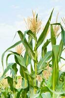 Corn field in clear day, corn tree with blue cloudy Sky photo