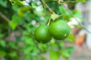 Fresh green limes raw lemon hanging on tree in garden, limes cultivation photo