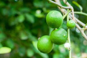 Fresh green limes raw lemon hanging on tree in garden, limes cultivation photo