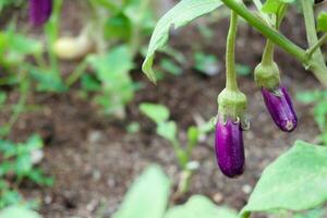 Ripe eggplant purple on tree at farm photo