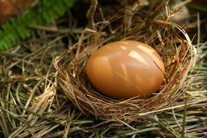 un nido con uno huevo en un ramas foto
