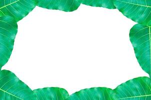 frame Green Bo leaves, leaves that are important in Buddhism isolate on white, for background,frame green leaves photo