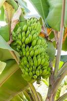 manojo de madurez bananas en plátano árbol foto