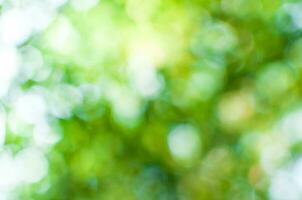 Abstract nature green bokeh from tree background,for background photo