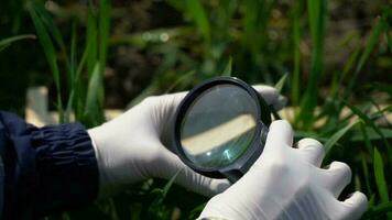 gloved hands with a magnifying glass in the green grass photo