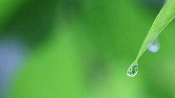 Regentropfen fallen von Blatt im Sommer- Regen Nahansicht Makro zeigt an fallen Regentropfen wie gesund Umgebung auf regnerisch Wetter und regnerisch Tag mit Umwelt Pflege und Wachstum auf Grün Blatt im Regenwald Tag video