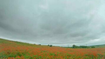 FPV drone quickly and maneuverably flies over a flowering poppy field video