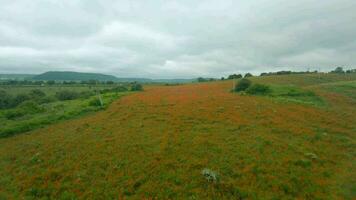 fpv drone rapidement et de manière maniable mouches plus de une floraison coquelicot champ video