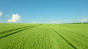 vliegend over- een groen tarwe veld, Doorzichtig blauw lucht. agrarisch industrie. video