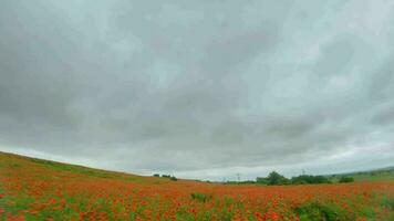 fpv Drohne schnell und manövrierbar fliegt Über ein blühen Mohn Feld video